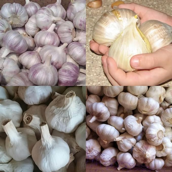 1 Pound Garlic for Planting in Fall Mix Random Softneck Hardneck, 8 Assorted Garlic Bulbs for Planting, Fresh and High Yield Bulb Variety Pack, Hardy and Fast Growing