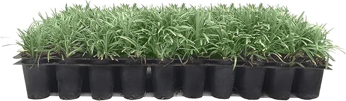 Dwarf Mondo Grass | 40 Live Plants | Japonicus Nanus | Shade Loving Evergreen Lilyturf Groundcover