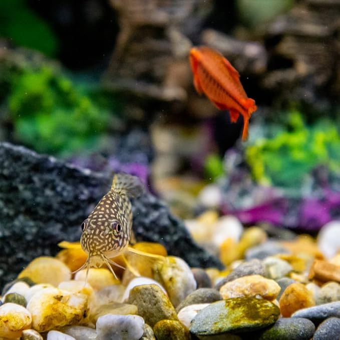 2lbs Aquarium Rocks, 5/8" Natural Mixed Pebbles for Plants Decorative Polished River Rocks for Fish Tank, Landscaping, Gardening, Flower Pots, Vase Fillers, Indoor Water Fountains,