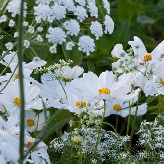 Eden Brothers Moon Garden Flower Mixed Seeds for Planting, 1 lb, 480,000+ Seeds with Cosmos Purity, Bishop's Flower | Attracts Pollinators, Plant in Spring or Fall, Zones 3, 4, 5, 6, 7, 8, 9, 10