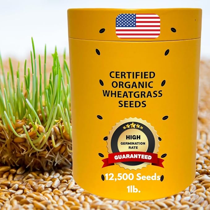 Certified Organic Wheatgrass Seeds – 12,500+ Non-GMO USDA Cat Grass Seeds in Food-Grade Container with Lid for Easy Scooping & Freshness