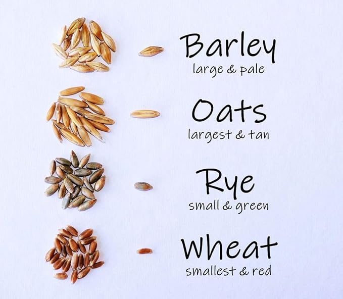 Simple Cat Grass Blend, 100% US Organic, 4 Popular Seeds: Wheat, Barley, Oats, and Rye Mix Combo, Show Your Love with a Healthy Pet Snack Treat (4 Ounce (~3200 Seeds))