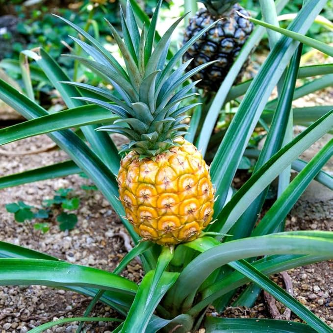 1 Gold Pineapple Plant Live for Planting, Sweet Pineapple Fruit Tree Live Plant 5 to 8 Inch Tall, Pineapple Starter Plants