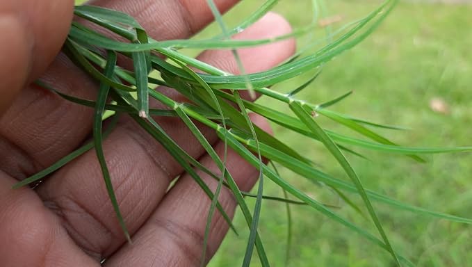 Brownie Brand Majestic Hulled Bermudagrass Seed | Premium Turf Grass for Dense, Drought-Resistant Lawns | Fast-Growing, Heat-Tolerant, Certified Seed for High-Traffic Areas. (25 Pound)