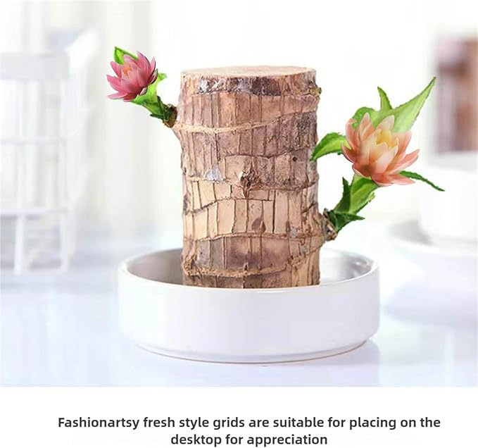 Brazilian Lucky Wood Kit with Monk, Grow Your Own Luck,Easy to Maintain Mini Brazil Woods for Indoor/Outdoor, Bedroom, Kitchen, Office Desk, Garden and Other Decorations (2E)