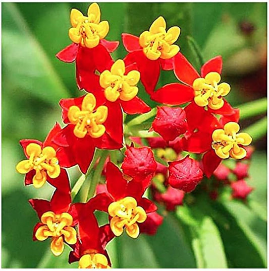 Blood Flower Milkweed Seeds - Food and Host Plant for Monarch Butterflies…