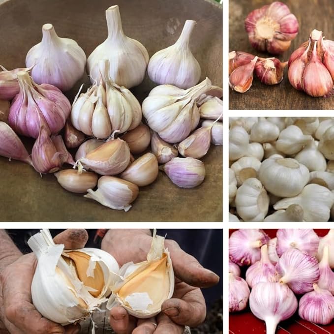 1 Pound Garlic for Planting in Fall Mix Random Softneck Hardneck, 8 Assorted Garlic Bulbs for Planting, Fresh and High Yield Bulb Variety Pack, Hardy and Fast Growing