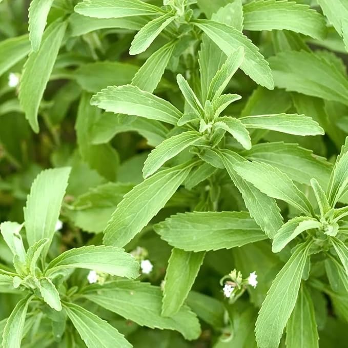Live Stevia rebaudiana Plants, Sweet Leaf or Sugar Leaf, Natural Sugar Substitute Herb, Easy to Grow (4 stevia sacs)