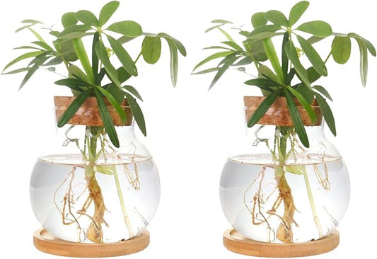 Plant Propagation Station,Hydroponic Glass Container Vase Jars, with Wooden Saucer for Desks, Houses, Garden Decorations, Home Kitchen Decorations and Gifts for Plant Lovers (2)
