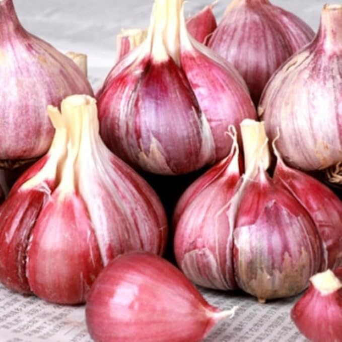 1 Pound Garlic for Planting in Fall Hardneck, 8 Chesnok Red Garlic Bulbs for Planting, Fresh and High Yield Bulb Variety Pack, Hardy and Fast Growing