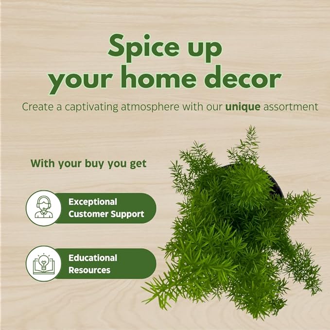 BubbleBlooms Fern Assortment Set, 6 Different Ferns in 4 inch pots, Grower's Choice May Include Staghorn, Asparagus, Club Moss, Heart-Fern, Rabbit's Foot