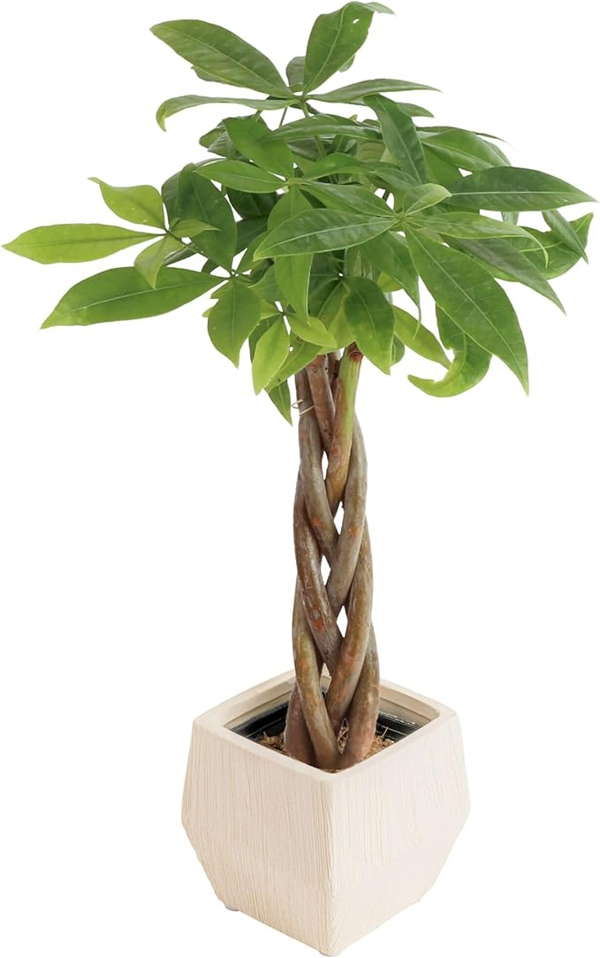Costa Farms Money Tree Live Plant | 8-10 Inches Tall | Easy to Grow Indoor Houseplant in 2.5 Inch Plant Pot | Live Bonsai Home, Office, or Room Decor | Garden, Birthday, and Housewarming Gift