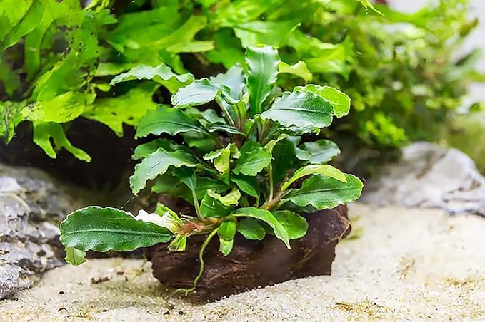 Live Aquarium Plants on Driftwood, Lava Rock, Moss Mat - Freshwater Fish Tank Plants (Bucephalandra Green Wavy, Driftwood (Small))