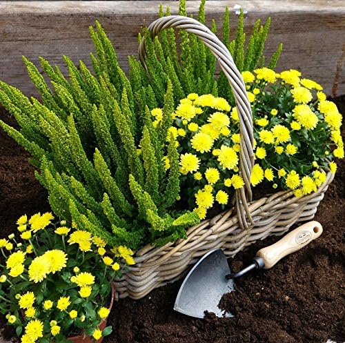 Tierra Garden DeWit Potting Trowel, Garden Tool for Roots and Planting (31-0906)