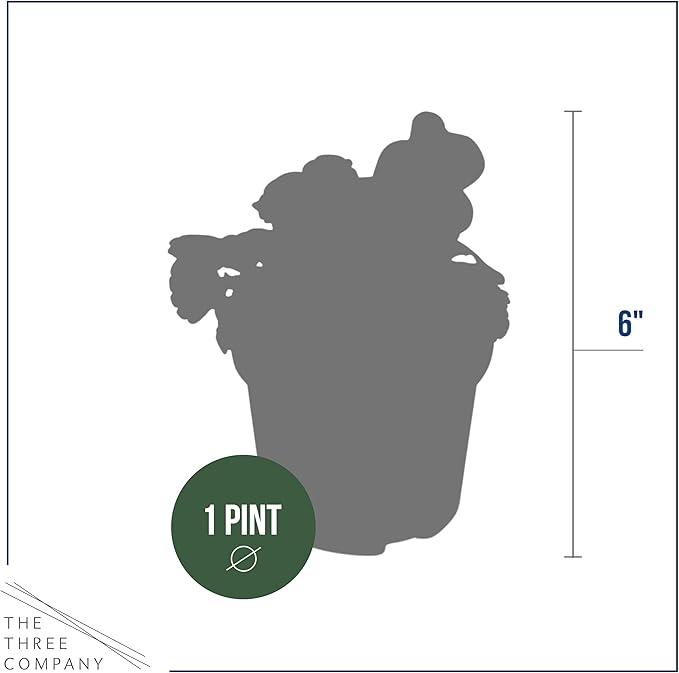 Live Healthy Flowering Pansies - Blue (4 Plants Per Pack), Beautiful Fall Color, 6" Tall by 4" Wide in 1 Pint Square Pot