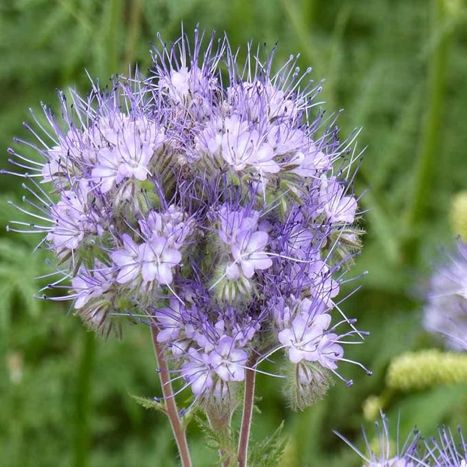 Outsidepride Lacy Phacelia Seeds for Planting - 5 Lbs. Annual, Drought-Tolerant Wildflower Seeds with Light Violet Flowers, Ideal for Pollinator Gardens, Erosion Control, & Attracts Bees & Butterflies