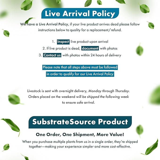 Live Planted Decor - Mini Bolbitis on Driftwood - Foreground to Midground Epiphytic Fern for Aquascaping, Aquarium Decor - Medium