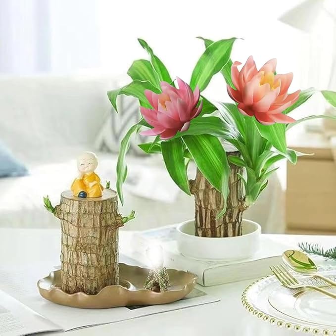 Brazilian Lucky Wood Kit with Monk, Grow Your Own Luck,Easy to Maintain Mini Brazil Woods for Indoor/Outdoor, Bedroom, Kitchen, Office Desk, Garden and Other Decorations (2E)