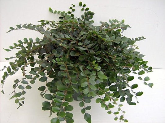 Jmbamboo - Button Fern 4" Pot - Pellaea - Easy to Grow
