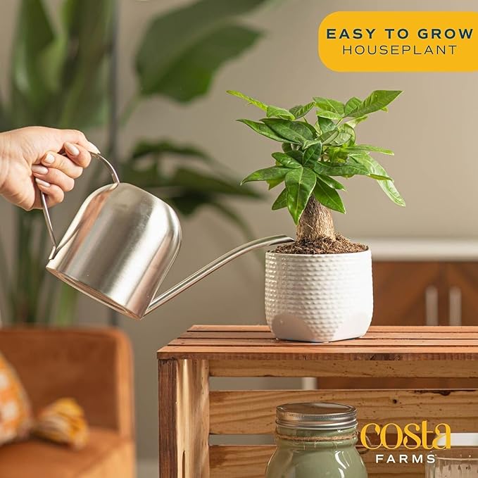 Costa Farms Money Tree, Small Easy to Grow Live Indoor Plant, Live Houseplant in Indoor Plant Pot, Bonsai Potted in Potting Soil, Birthday, Housewarming, Tabletop and Office Home Decor, 10-Inches Tall