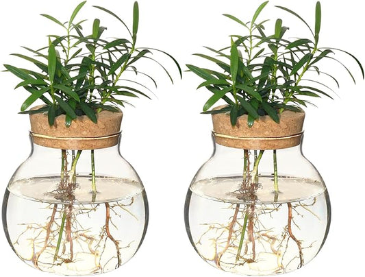 Plant Propagation Station,Hydroponic Terrarium Vase,Desktop Glass Planter Station,for Houses,Garden Decorations,ropagating Hydroponic Plants,Centerpiece Office,Home Garden Decor (2)
