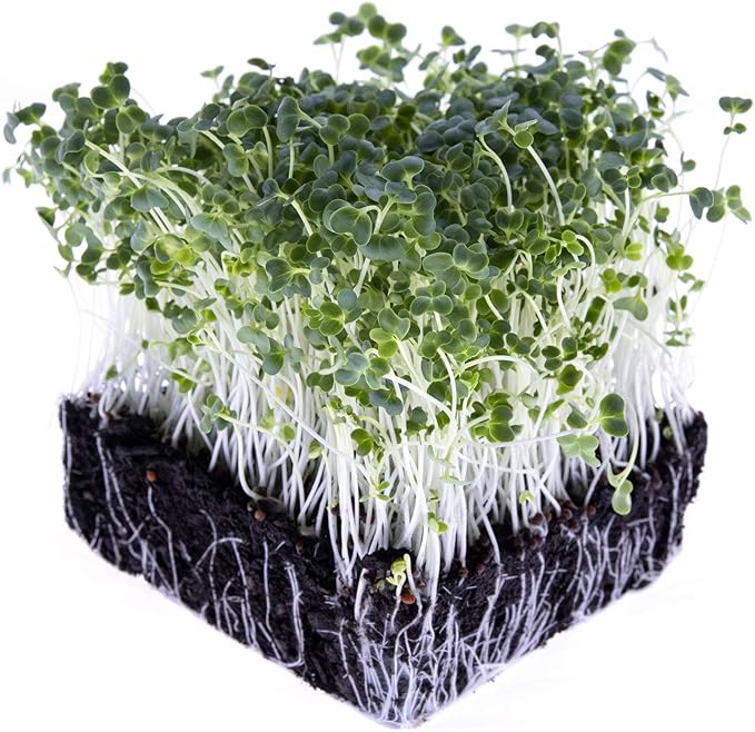 Broccoli Seeds for Sprouting & Microgreens | Waltham 29 Variety | Non GMO & Heirloom Seeds | 8 oz Resealable Bag | Rainbow Heirloom Seed Co.