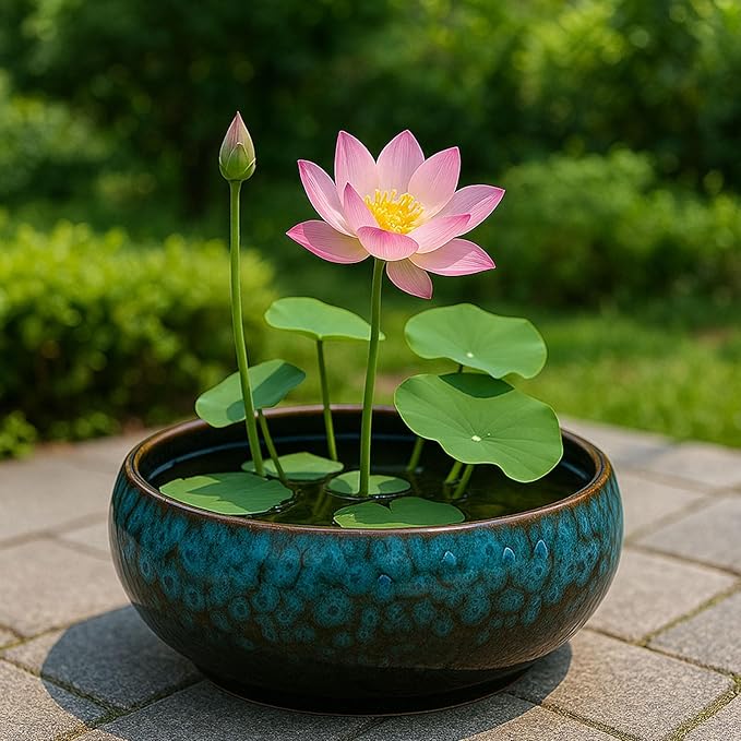 Oncpcare Lotus Bowl Planter – Glazed Ceramic Water Plant Pot for Indoor Outdoor Use, Shallow Hydroponic Vase for Lotus Seeds, Succulents, Bonsai, Water Lily Arrangement (Blue)