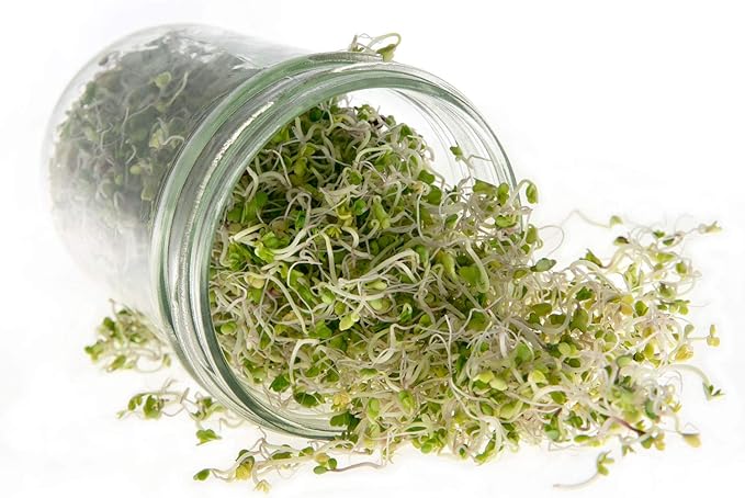 Broccoli Seeds for Sprouting & Microgreens | Waltham 29 Variety | Non GMO & Heirloom Seeds | Bulk 1 LB (16 oz) Resealable Bag | Rainbow Heirloom Seed Co.