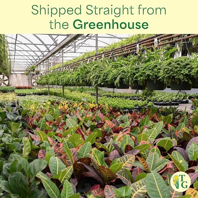 Thorsen's Greenhouse Aloe Vera, Live Indoor Plant, Aloe barbadensis, Easy to Grow, Succulent, Natural Air Purifier, 4" Diameter Pot (Silver - Metal)