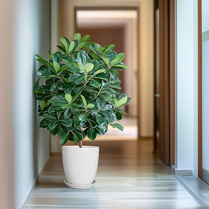 10 Inch Ceramic Planter Pot Large Plant Pot with Drainage Hole and Saucer Modern Round Flower Pot for Indoor Outdoor Plants Garden Pot White