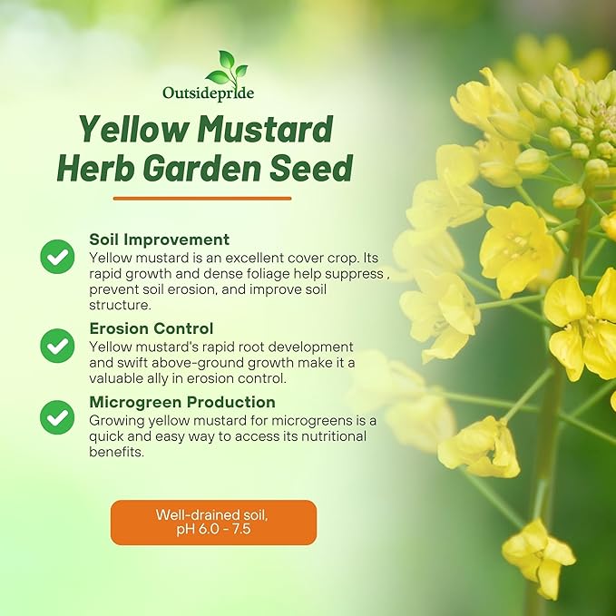 Outsidepride Yellow Mustard Seeds - 10000 Pcs Nutrient-Rich, Flavorful Annual Microgreen Seeds for Planting, Easy-to-Grow, Ideal for Indoor & Outdoor Cultivation, Soil & Hydroponic Systems