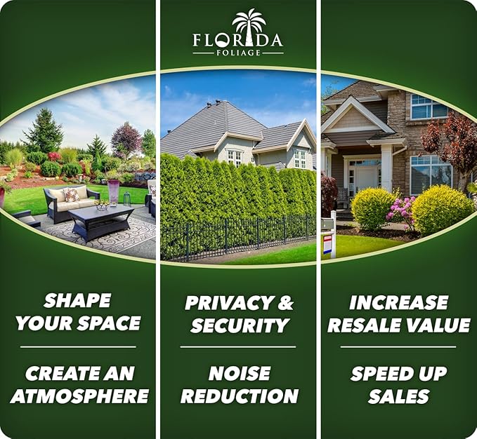 Dwarf Mondo Grass | 40 Live Plants | Japonicus Nanus | Shade Loving Evergreen Lilyturf Groundcover