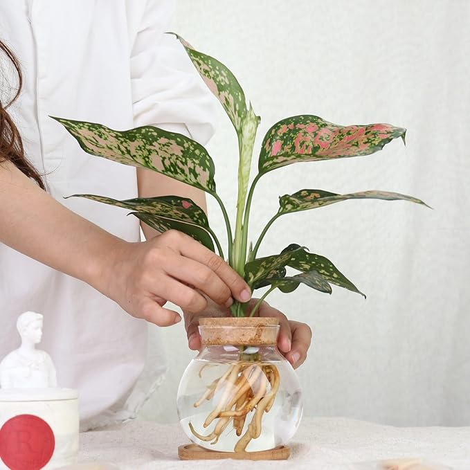 Plant Propagation Station,Hydroponic Glass Container Vase Jars, with Wooden Saucer for Desks, Houses, Garden Decorations, Home Kitchen Decorations and Gifts for Plant Lovers (4)