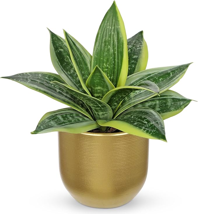 Hollyone Artificial Snake Plants 9" Faux Agave Succulent Plant Potted in Gold Pot Fake Sansevieria Aloe Tropical Plant for Desk Modern Office Home Bathroom Indoor Outdoor Decor