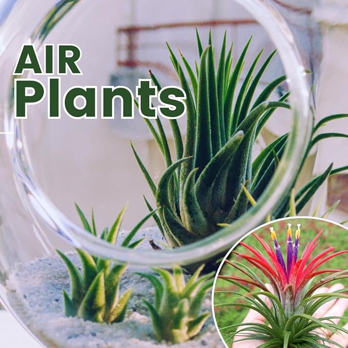 12 Air Plants, Tillandsia Air Plants Live Houseplants for Garden, Red Lonantha Tillandsia Plant