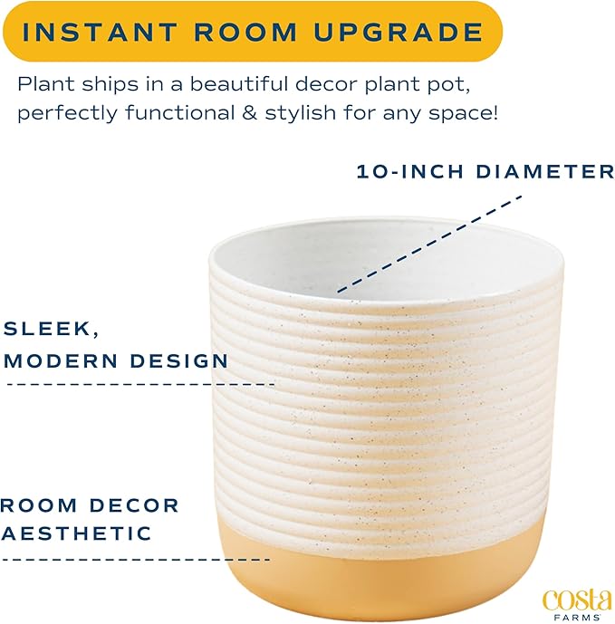 Costa Farms Money Tree Live Plant, Easy to Grow Houseplant Potted in Indoor Garden Pot, Pachira Bonsai in Potting Soil, Gift for Birthday, Housewarming, Thank You, Office and Home Decor, 3-4 Feet Tall