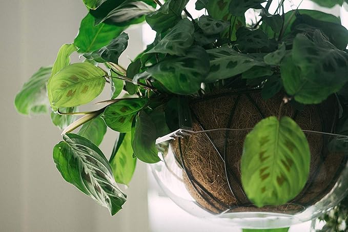 Curtis Wagner Plastics Wire Coco Hanging Basket Drip Pans (5-Pack) | Clear, Round (12” - 14" Top, 3.75" Depth) Hanging Plant Tray Saucer with Built-in Hooks & Water Catcher for Indoor & Outdoor