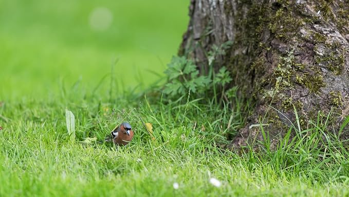Brownie Brand Majestic Hulled Bermudagrass Seed | Premium Turf Grass for Dense, Drought-Resistant Lawns | Fast-Growing, Heat-Tolerant, Certified Seed for High-Traffic Areas. (10 Pound)