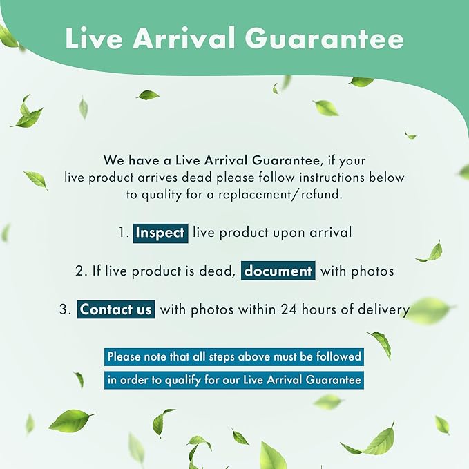 Live Aquarium Plants on Driftwood, Lava Rock, Moss Mat - Freshwater Fish Tank Plants (Bucephalandra Green Wavy, Driftwood (Small))