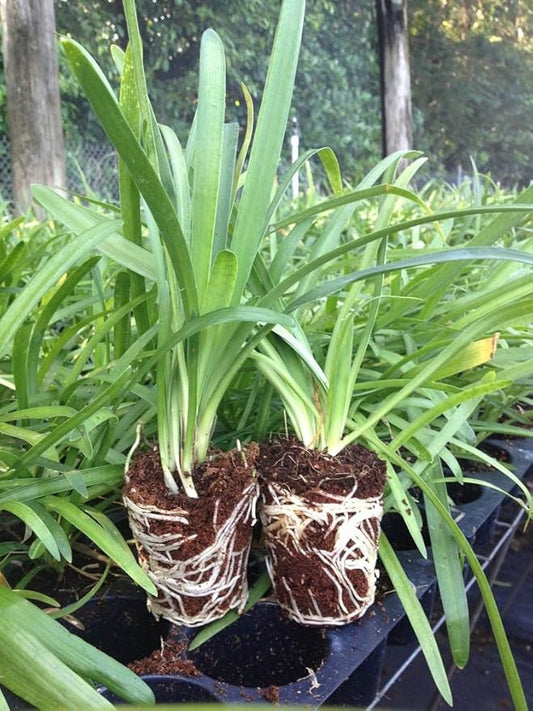 Getty White Agapanthus | 3 Live Plants | Agapanthus africanus ‘Getty White’ | Perennial Flowering Plants | Drought Tolerant Plants for Landscaping