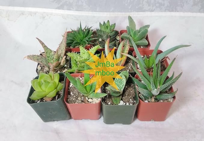 7 Different Aloe Plants - Easy to grow/Hard to Kill! - 2" Pots unique from Jmbamboo