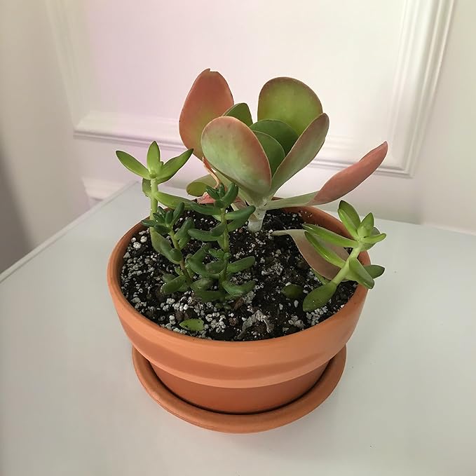 Shallow Terracotta Pots 5 inch, Pack of 6 Clay Pots for Plants with Drainage Holes and Saucers, Mini Nursery Plant Pots for Seed, Succulents, Cactus, Indoor,Outdoor