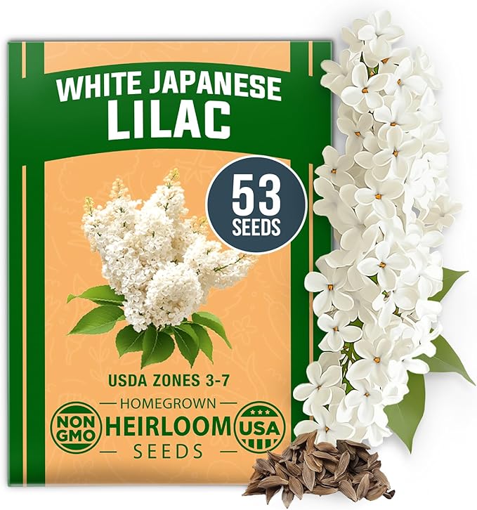 HOME GROWN 𝗨𝗦𝗔 53 White Lilac Flower Seeds Non-GMO, Heirloom Tree Seeds for Planting, Fragrant Flowering Tree Seeds for Landscaping, Pollinator Gardens, and Ornamental Borders (Syringa reticulata)