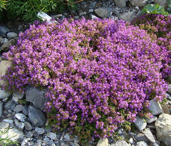 30000+ Creeping Thyme Seeds – 4g – Perennial Ground Cover Plants Flowers Non-GMO Heirloom – Purple Bloom Garden Seeds for Planting