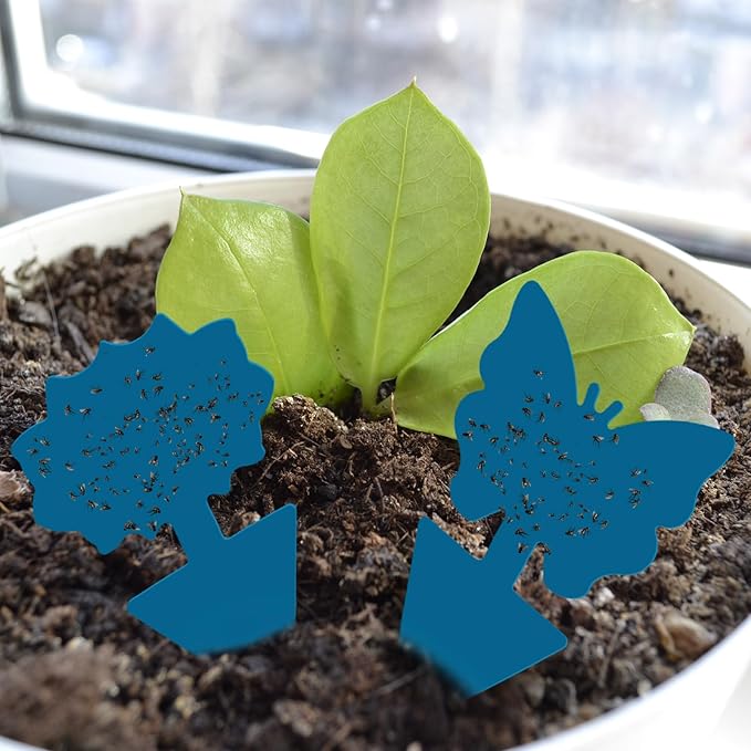 Qualirey 200 Sheets Fruit Fly Sticky Traps for Fruit Fly Gnat Trap for House Indoors Sticky Traps Catcher for Gnats Fungus Gnats Mosquito Catcher for Kitchen Outdoor Plants(Blue)