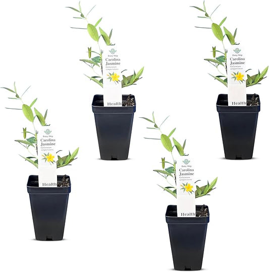 Carolina Jasmine Plant, Live Evergreen Vine, Fragrant Yellow Blooms, Fast Growing Climber for Trellis, Fences, or Arbors - Gelsemium sempervirens - 4 Cups