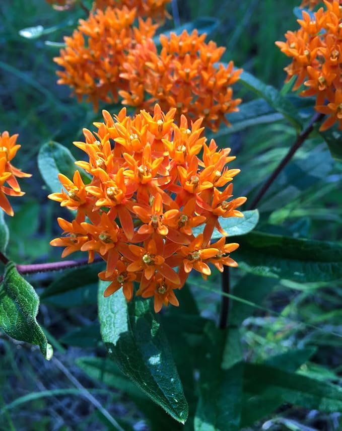 32 Live Butterfly Milkweed Plants (Asclepias tuberosa) Perennial Wildflowers from My Home Park – Individually Potted in 4” Pots – 4–8” Tall on Arrival – Not Seeds – Blooms in Mid-Summer – Zones 4-8
