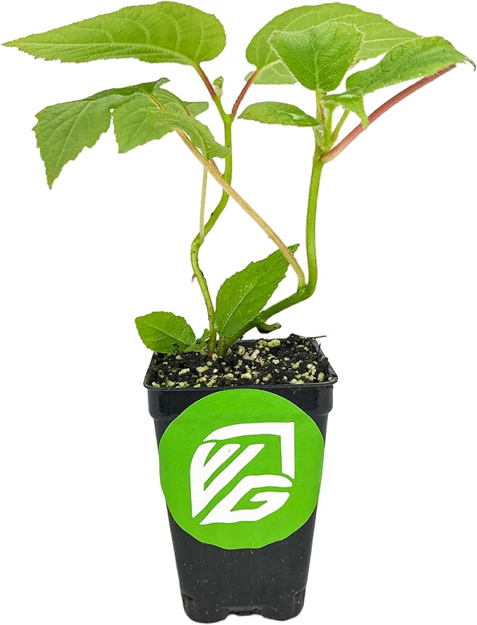 2 Vincent Female Kiwis & 1 Tomuri Male Kiwi (Actinidia chinensis) Bundle by Wellspring Gardens - Thriving Kiwi Plant Pairing - Perfect for Southern Gardens, Pollination Duo
