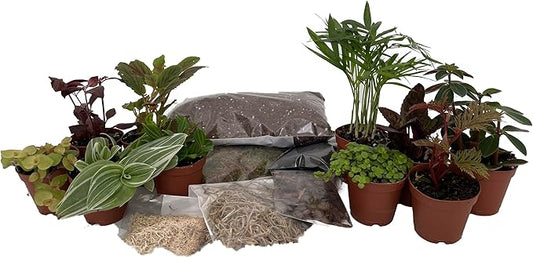 Hirt's Terrarium Kit with 10 Terrarium Plants in 2" Pots