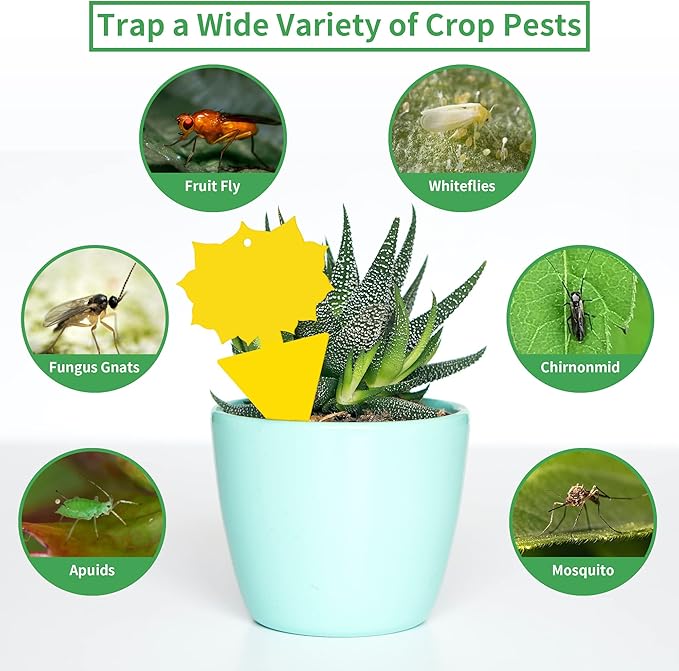 LULUCATCH Fruit Fly Sticky Trap 36 Pack, Safe Gnat Traps for Fruits, Plants, Super Sticky Fly Trap for Indoor, Outdoor, Kitchen, Insect Catcher for White Flies, Mosquitos, Fungus Gnats, Flying Insects